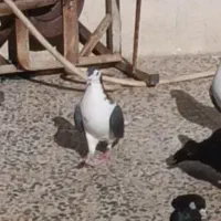 دمگیر تا شده