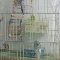 فروش چن عدد مرغ عشق و و یک فینچ