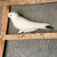 تعدادی کفتر درجه ۱