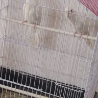 جوجه3ماهه لوتینو والبینوباجفت طوطی کتوله|پرنده|دزفول, |دیوار