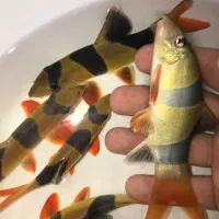 لوچ دلقک ۱۰.  ۱۲ سانتی