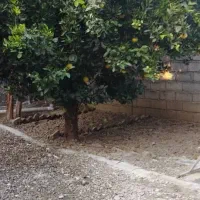 اجاره ویلایی مستقل در خ کفشگرکلا|اجارهٔ خانه و ویلا|قائم‌شهر, |دیوار