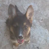 سگ ژرمن نر بلک فیس
