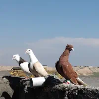 کبوتر بوم پرشی