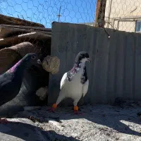 کفتر|حیوانات|تاکستان, |دیوار