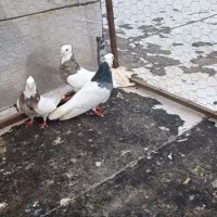 کبوترپرشی تهرانی وطوقی