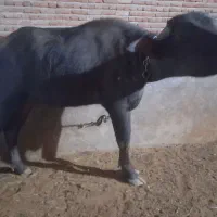 گاومیش ماده اصیل سالم|حیوانات مزرعه|بناب, |دیوار