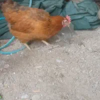 مرغ تخم گذار|حیوانات مزرعه|آبپخش, |دیوار