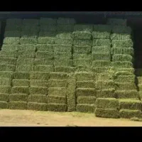 یونجه برای دام