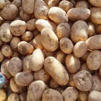 سیب زمینی جلی درجه یک