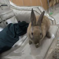 خرگوش