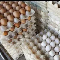 تخم مرغ محلی روز