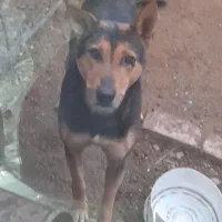 سگ گله ونگهبان