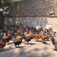 مرغ وخروس محلی|حیوانات مزرعه|کوهسار (البرز), |دیوار