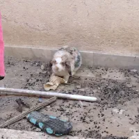 خرگوش لپ گوش افتاده  نروماده