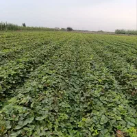 نهال توت فرنگی سابرینا وکامارس نامبروان|خدمات باغبانی و درختکاری|خان ببین, |دیوار