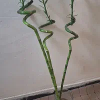۳عدد گل بامبو