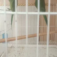 طوطی|پرنده|زهک, |دیوار