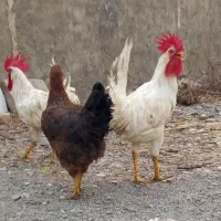 مرغ و خروس