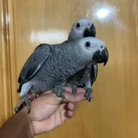 جوجه کاسکو دم قرمز و کاکادو و رد فکتور نژاد برتر|پرنده|شیراز, اصلاحنژاد|دیوار