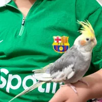 عروس هلندی ابلق