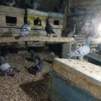 کبوتر پلاکی مسافتی بلند خنج