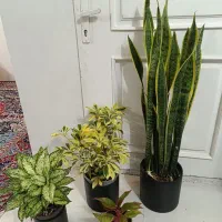 گل و گیاه طبیعی باکیفیت سانسوریاوزامفولیاوپتوس