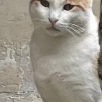 گمشده