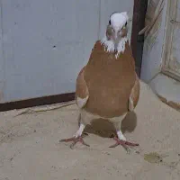 عروسک|پرنده|اردبیل, |دیوار