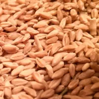 بذر گندم دروم