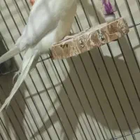 فروشی|پرنده|جیرفت, |دیوار