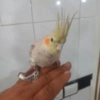 عروس هلندی‌ماده‌زیبا‌کم‌سن