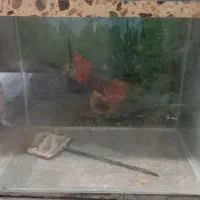 تجهیزات آکواریم