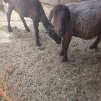 میش دو رک بره ماده با بره نر قبلیش