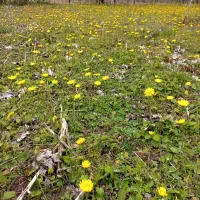 زمین باغی داخل طرح هادی