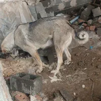 سگ پژده|سگ|لیلان, |دیوار