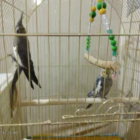 عروس هلندی مولد