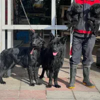 سگ ژرمن بلک نروماده دوماه باهم یکجای فی ۴۰ م ت|سگ|تهران, تهرانسر شرقی|دیوار