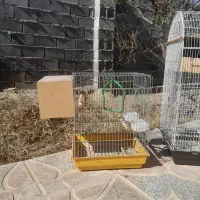 قفس پرندگان