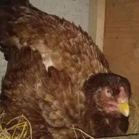 تخم لاری|حیوانات مزرعه|کوچصفهان, |دیوار