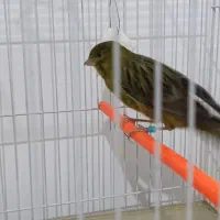 قناری|پرنده|مشهد, کشف|دیوار