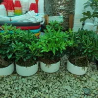 فروش گل گیاه