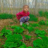 زمین باغی ۵۰۰ متر مربع به فروش می‌رسد