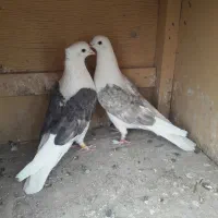 یک جفت کفتر دوکت مور  بدون غلط