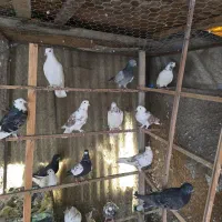 کفتر پرشی