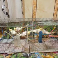 عروس پاریس هلندی|پرنده|اهواز, فتح|دیوار