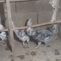 فروش جوجه گلین|حیوانات مزرعه|هشتگرد, سعید آباد|دیوار