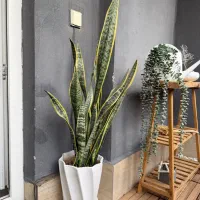 گلهای طبیعی