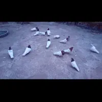 کبوتر یه جا کله ای و ترکیه هم دارم