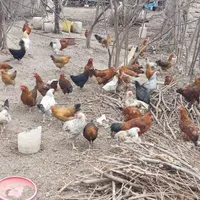 مرغ،مرغ تخمگذار،گلپایگان|حیوانات مزرعه|رشت, انصاری|دیوار
